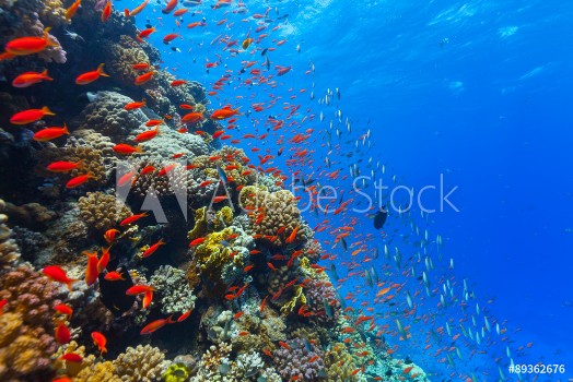 Bild på Underwater coral reef